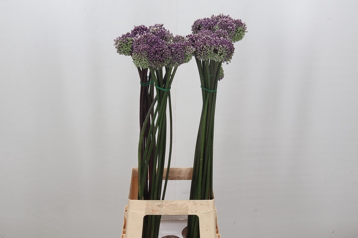 <h4>Allium Summer Drummer</h4>