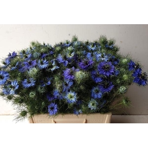 NIGE D DEEP SEA BLUE