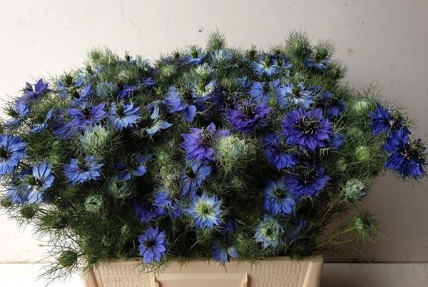 <h4>NIGE D DEEP SEA BLUE</h4>