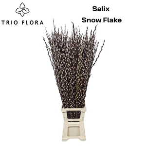 SALIX CA SNOW FLAKE