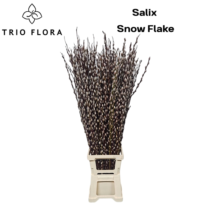 <h4>SALIX CA SNOW FLAKE</h4>