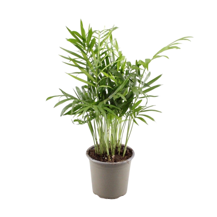 <h4>Chamaedorea elegans</h4>