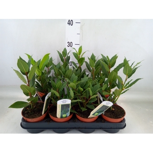 Laurus nobilis