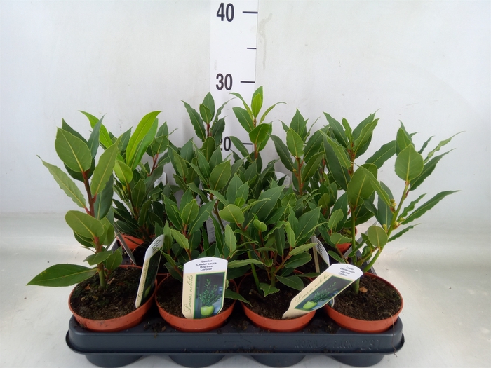 <h4>Laurus nobilis</h4>