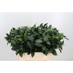 Ruscus