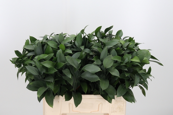 <h4>Ruscus</h4>
