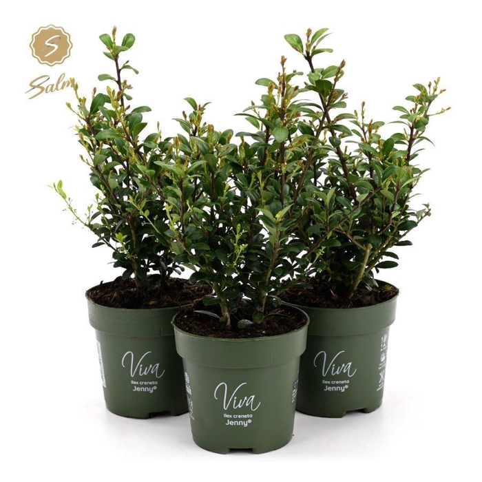 <h4>Viva Ilex crenata 'Jenny'® P10</h4>