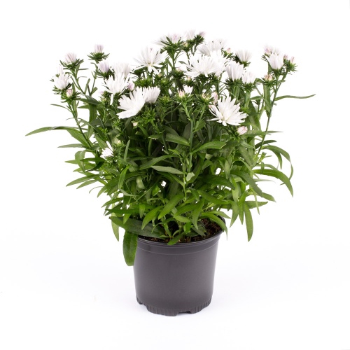 <h4>ASTER-HYBRID P11 WIT</h4>