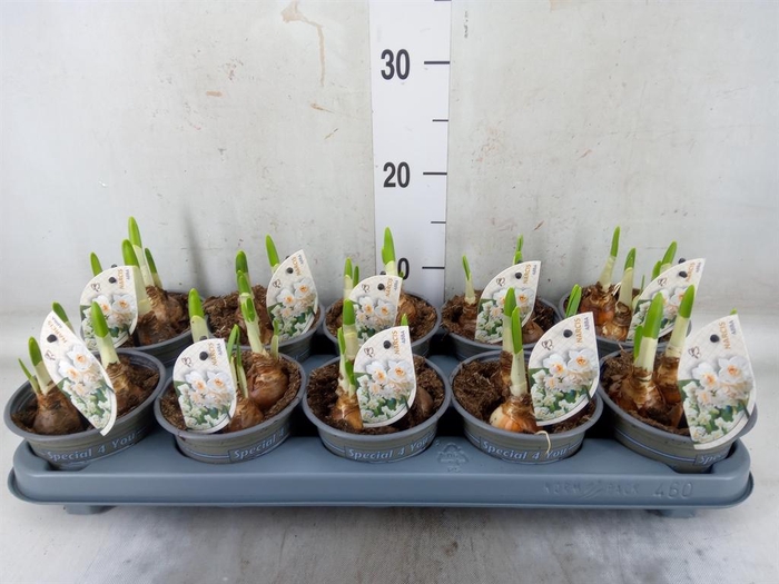 <h4>Narcissus DU 'Abba'</h4>