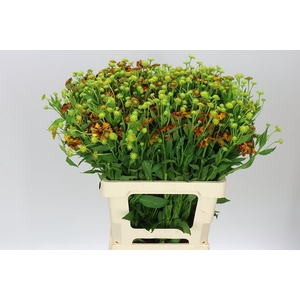 Helenium Autumn Flirt