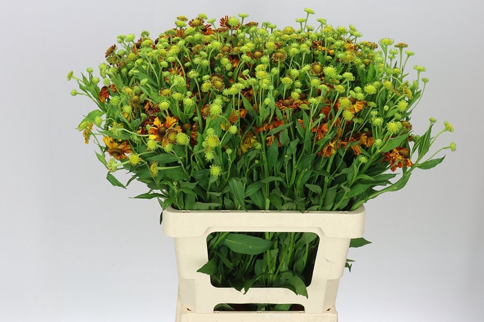 <h4>Helenium Autumn Flirt</h4>