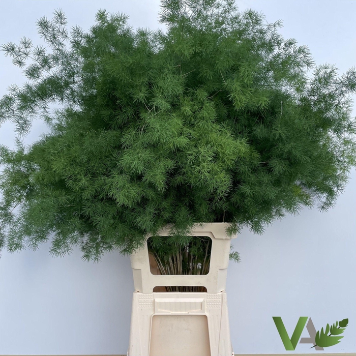 <h4>ASP UMBELLATUS</h4>