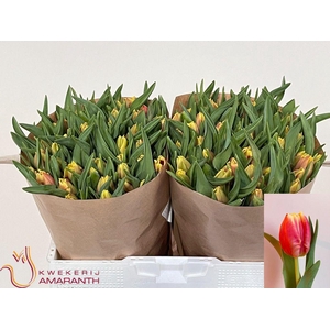 Tulipa pa dee jay parrot