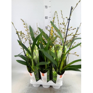 xColmanara  'Pacific Sunset'