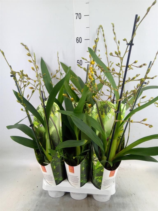 <h4>xColmanara  'Pacific Sunset'</h4>