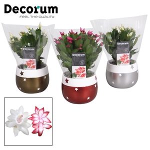 Schlumbergera 10,5 cm - Christmas Star Red-White - Decorum