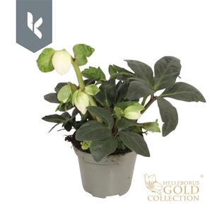 HGC Helleborus Wintergold