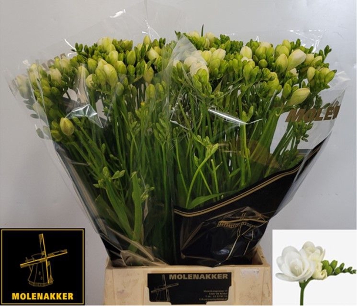 <h4>FR DU VERSAILLES</h4>