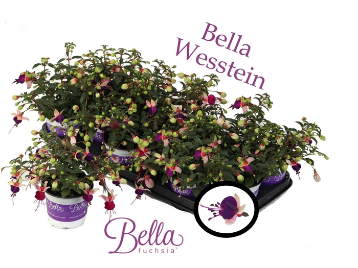 <h4>Bella Fuchsia 'Olivia' ( Hang )</h4>