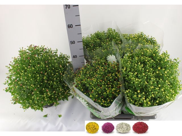 <h4>CHRYS GR JASODA MIX P19</h4>