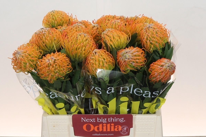 <h4>LEUCO AYOBA SUN</h4>