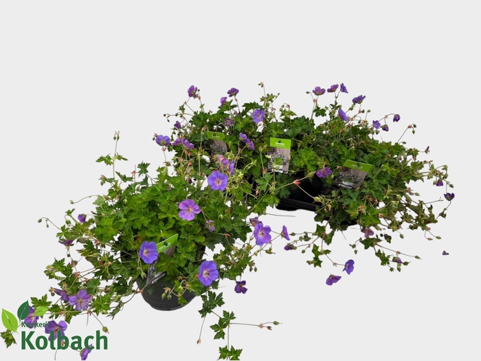 <h4>GERAN BLOOM ME AWAY</h4>