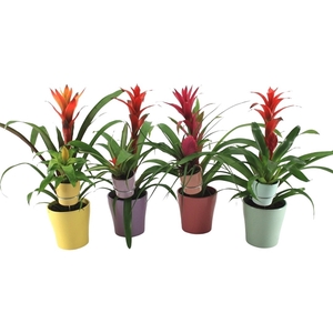 Bromelia Mix Moeder en Kind Pastel keramiek