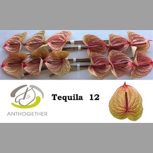 Anth A Tequila