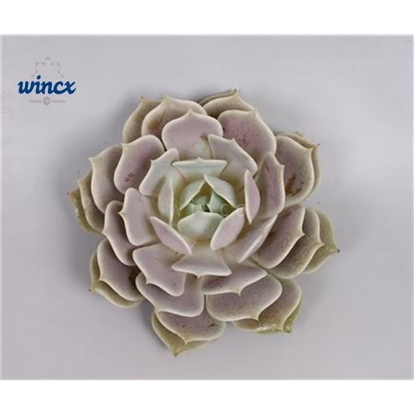 <h4>Echeveria Lola Cutflower</h4>