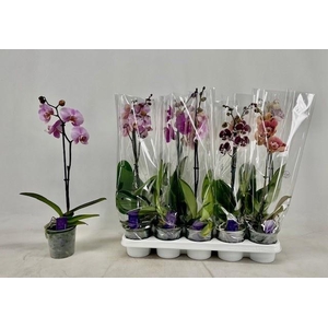PHAL GEM