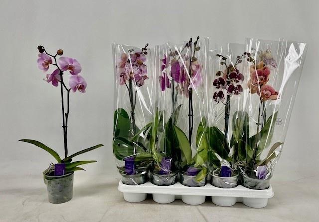<h4>PHAL GEM</h4>