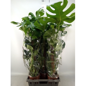 Monstera delic.