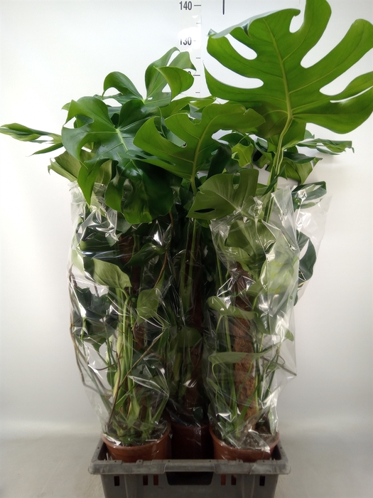 <h4>Monstera delic.</h4>