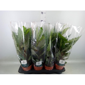 Calathea rufibarba 'Miroscha'