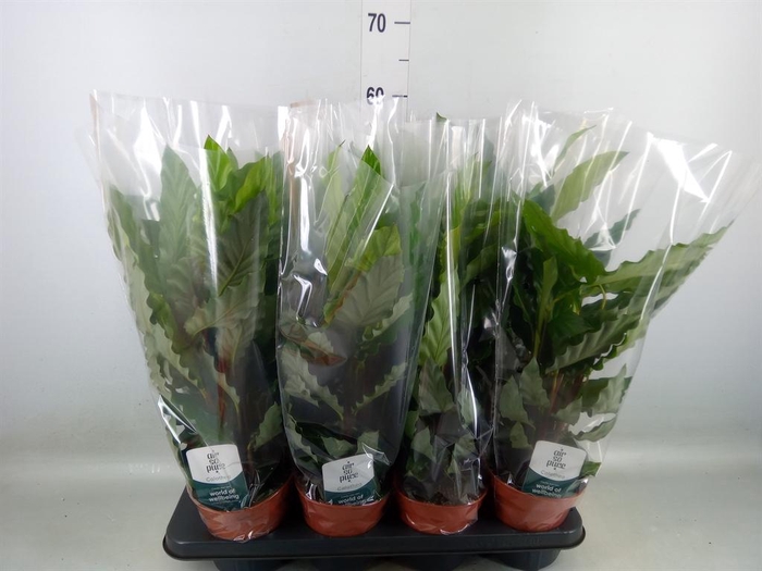 <h4>Calathea rufibarba 'Miroscha'</h4>