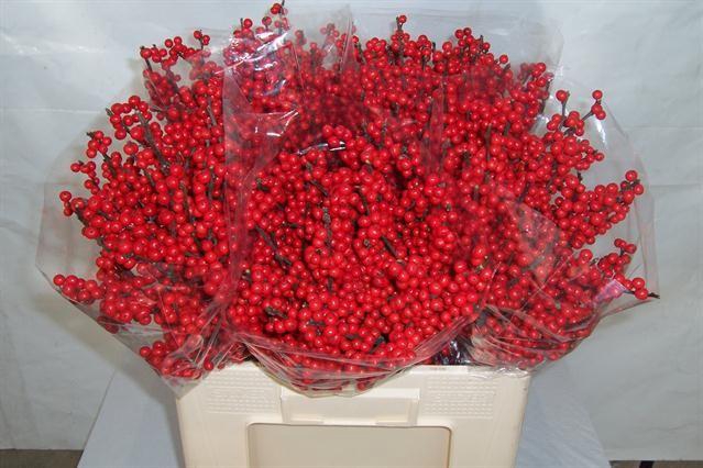 <h4>ILEX VE RODE BES</h4>