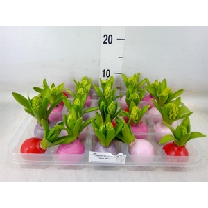 Hyacinthus orie.   ...waxed L%