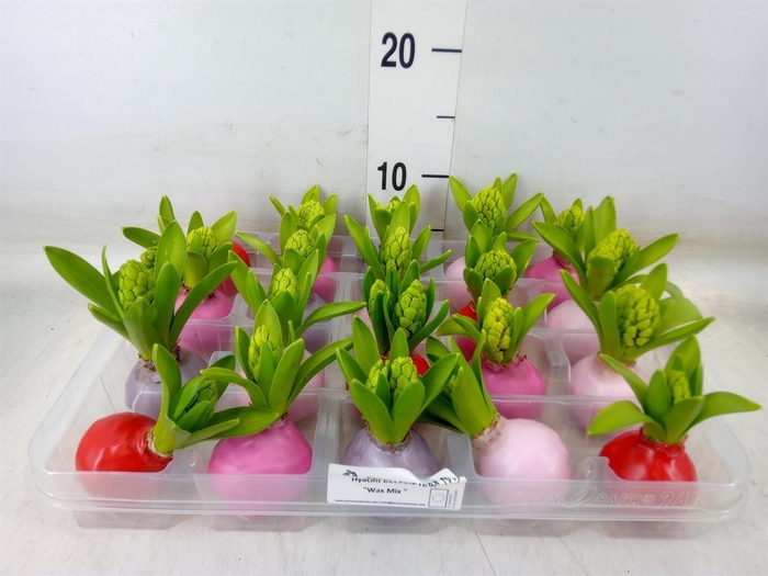 <h4>Hyacinthus orie.   ...waxed L%</h4>