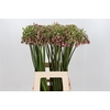 Allium Nectaroscordum Siculum