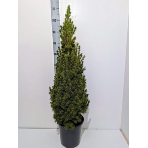 PICEA GL CONICA