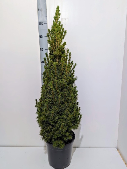 <h4>PICEA GL CONICA</h4>