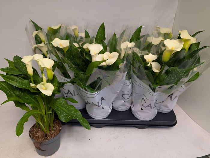 <h4>ZANT CAPT FRESCO</h4>