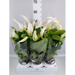 Anthurium  'Banderola Cava'