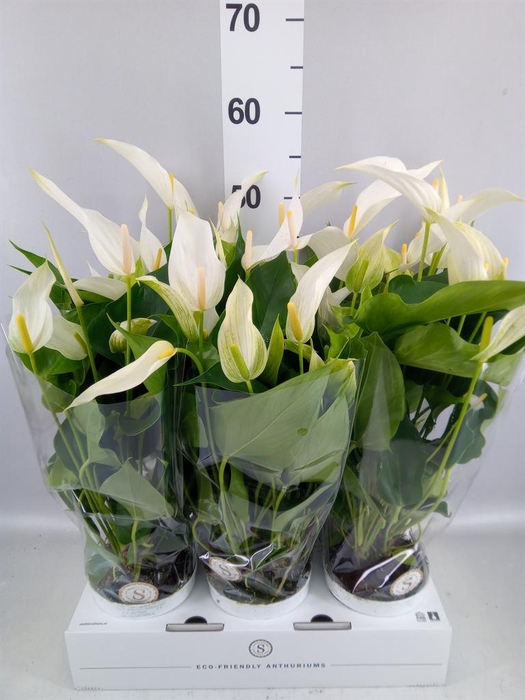 <h4>Anthurium  'Banderola Cava'</h4>