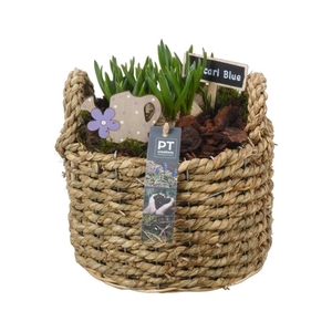 PTMB1166 Arrangement Muscari in riet mand