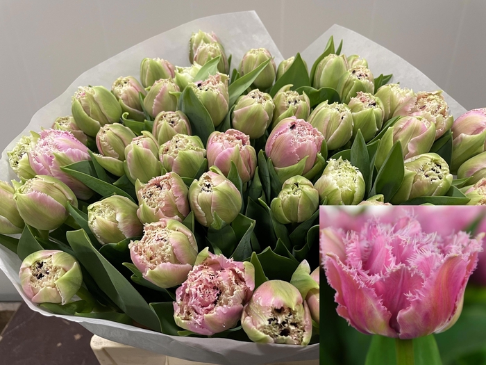 <h4>Tu Fr Cairns</h4>