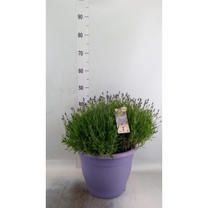 Lavandula angus. 'Essence Pure'