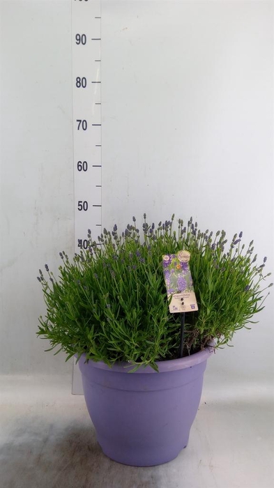 <h4>Lavandula angus. 'Essence Pure'</h4>
