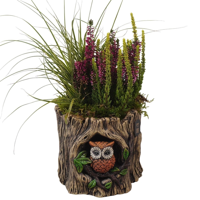 <h4>Arr.   Tuinplanten L%</h4>