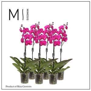 Mimesis Phal. Purple - 1 spike 12cm